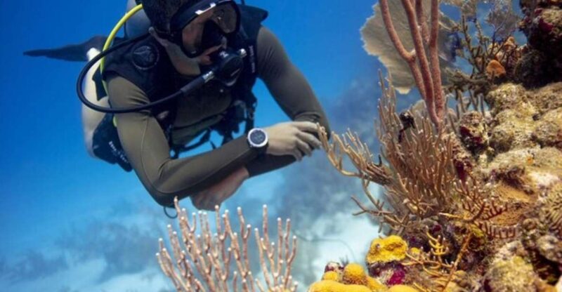 Discover Scuba Dive at Australias Most Iconic Beach - Key Points