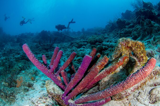 Discover Scuba Dive - Cancellation Policy and Safety