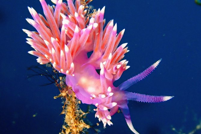 Discover Scuba Diving - Activity Details and Accessibility