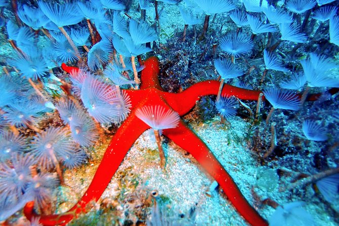 Discover Scuba Diving - Reviews and Ratings