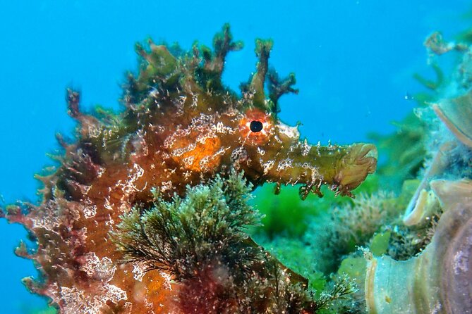 Discover Scuba Diving - Preparing for the Dives