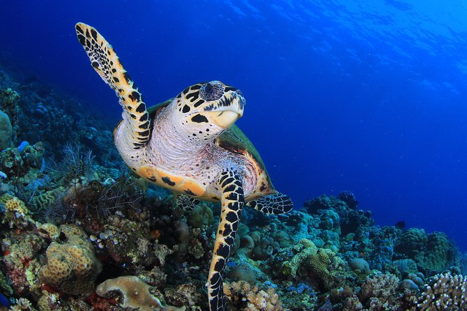 Discover Scuba Diving - Included in the Package