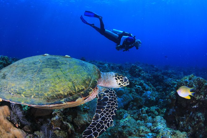 Discover Scuba Diving - How to Book