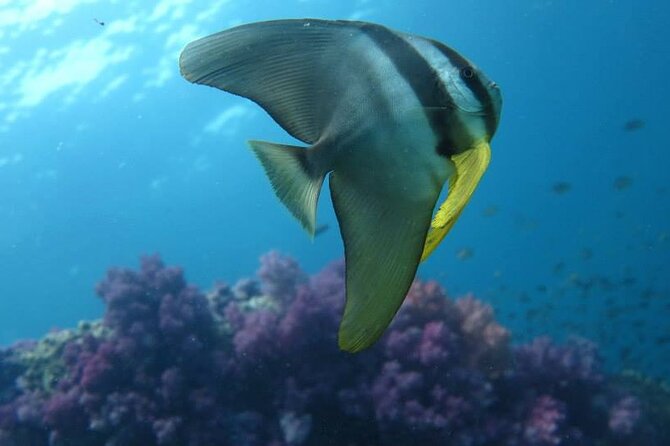 Discover SCUBA Diving - Pricing and Reviews