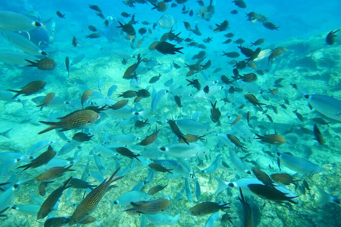 Discover Scuba Diving - Hotel Pickup and Drop-off