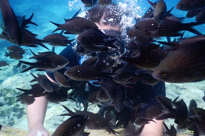 Discover Scuba Diving - Why Choose This Experience?