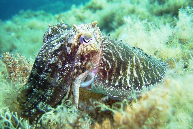 Discover Scuba Diving Adventure in Mykonos - Paradise House Reef Experience