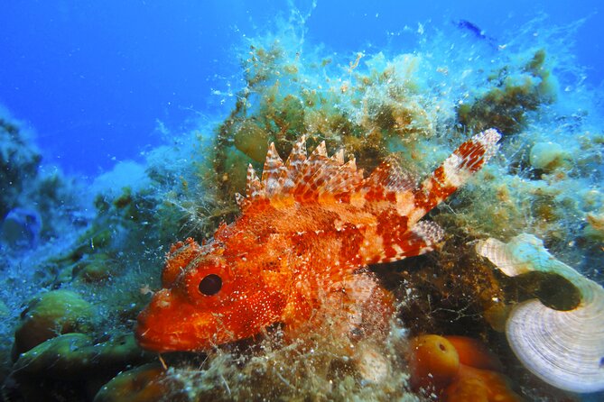 Discover Scuba Diving Adventure in Mykonos - Diving Instruction and Safety