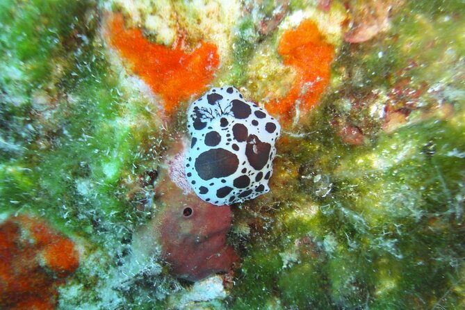 Discover Scuba Diving Adventure in Mykonos - Departure Time Options