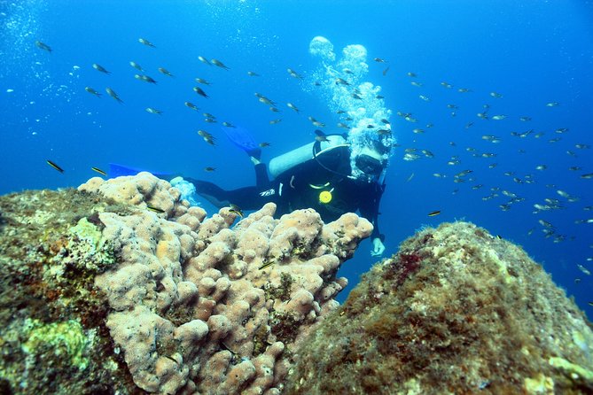 Discover Scuba Diving Around Los Cabos - Dive Duration and Group Size