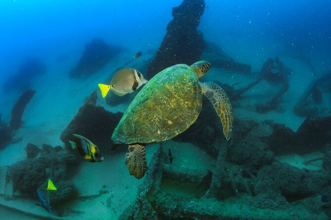 Discover Scuba Diving Around Los Cabos - Marine Life and Visibility
