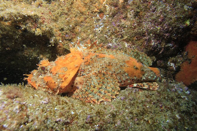 Discover Scuba Diving Around Los Cabos - Tips for First-Time Divers