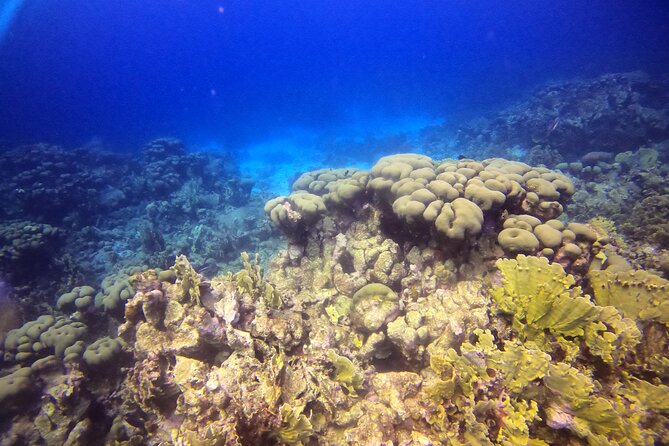 Discover Scuba Diving Aruba - Exploring Arubas Marine Life