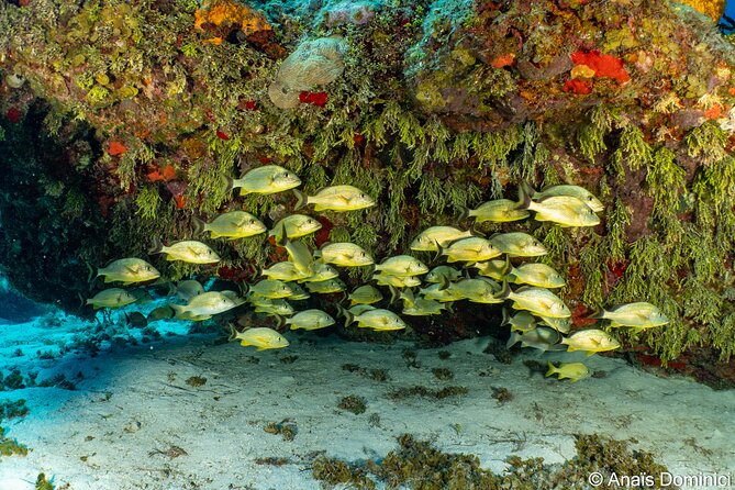 Discover Scuba Diving at Cozumel Marine Park - Navigating the Dive Site Safely