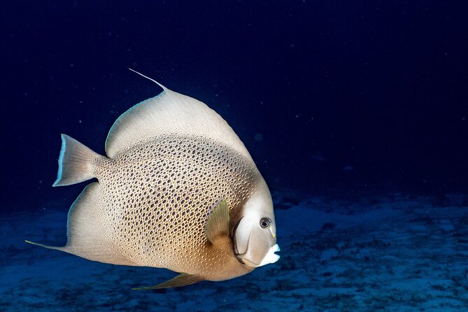 Discover Scuba Diving at Cozumel Marine Park - Reflection and Memories