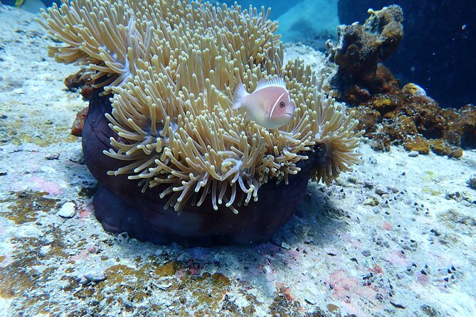 Discover Scuba Diving at Phu Quoc Island - Tour Logistics