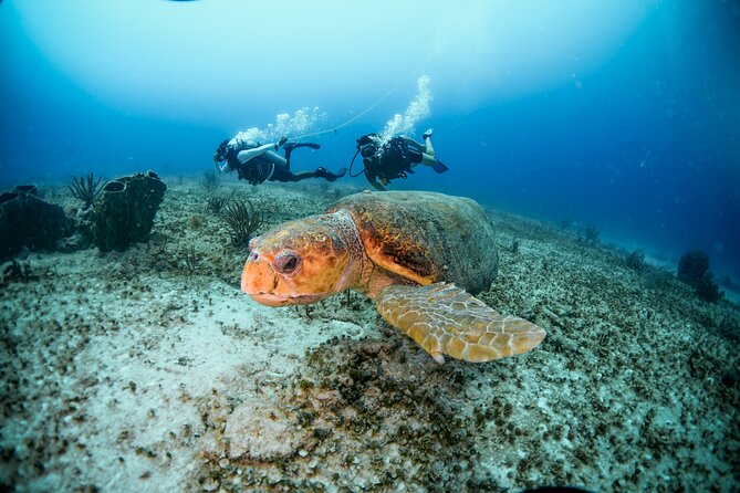 Discover Scuba Diving & Beach Club With Transportation in Riviera Maya - Dock Fee and Check-in