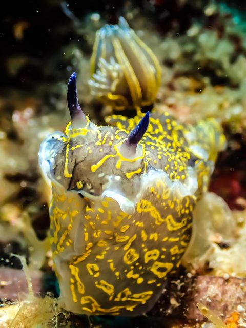 Discover Scuba Diving-Beginners-Chalkidiki-Kassandra - Breathe Underwater, Explore Depths