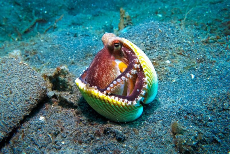 Discover Scuba Diving-Beginners-Chalkidiki-Kassandra - Calmness and Tranquility Underwater