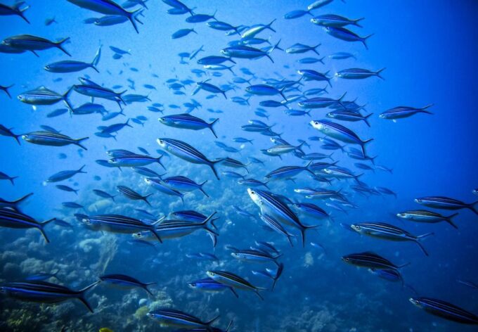 Discover Scuba Diving-Beginners-Chalkidiki-Kassandra - Discover Scuba Diving in Chalkidiki