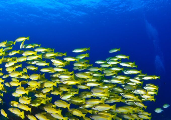 Discover Scuba Diving-Beginners-Chalkidiki-Kassandra - Frequently Asked Questions