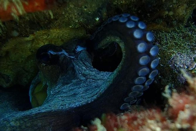 Discover Scuba Diving Course in Marine Reserve Near Lisbon - Instructor Supervision
