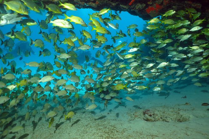 Discover Scuba Diving Course in Playa Del Carmen With Two Coral Reef Dives - Reviews and Feedback