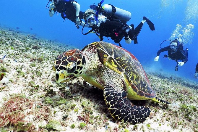 Discover Scuba Diving Course in Playa Del Carmen With Two Coral Reef Dives - Preparing for Your Adventure