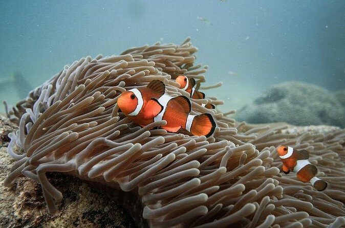 Discover Scuba Diving (DSD) 1 day Experience - The Location: Koh Lipe’s Underwater Charm
