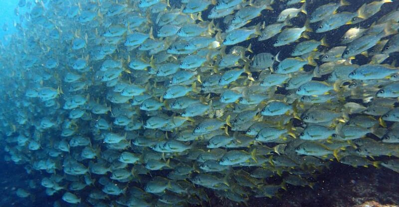 Discover Scuba Diving Experience - Key Points