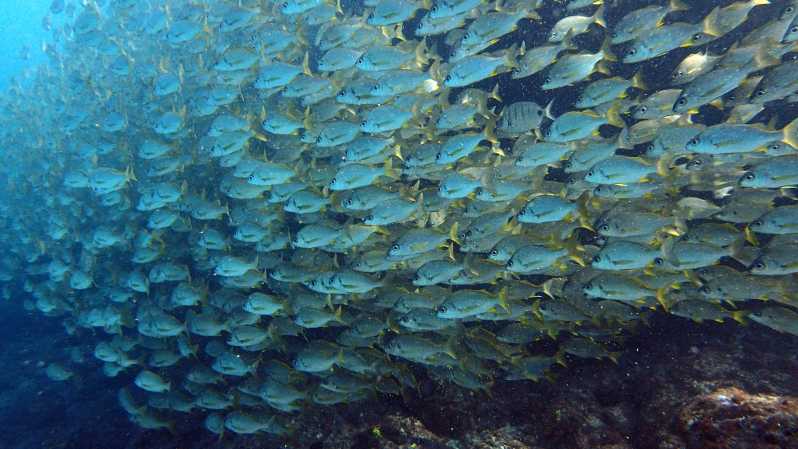 Discover Scuba Diving Experience - Activity Details