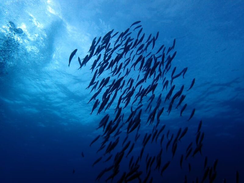 Discover Scuba Diving Experience - Included Amenities