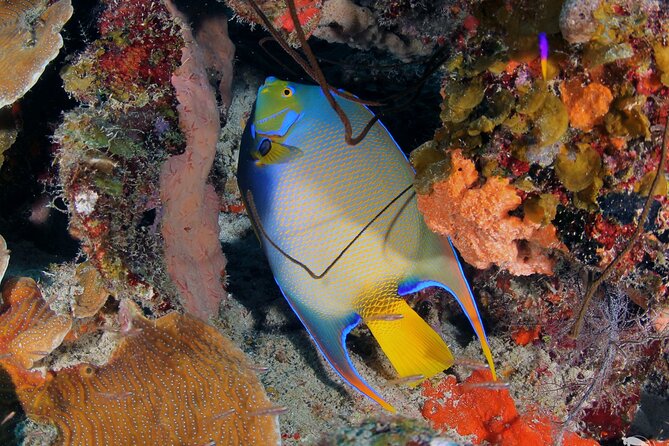 Discover Scuba Diving Experience - Participation Requirements