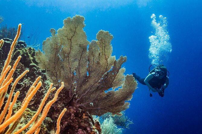 Discover Scuba Diving Experience - Safety Considerations