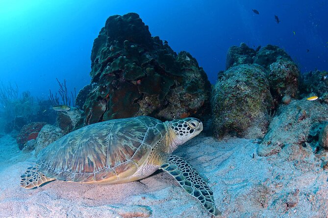Discover Scuba Diving Experience - Cancellation Policy