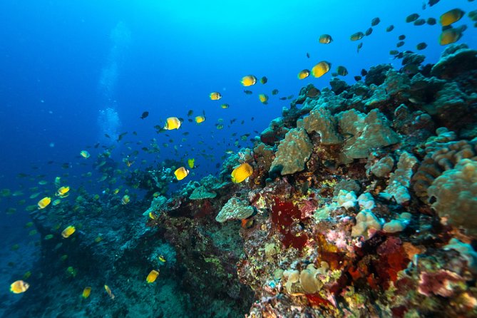 DISCOVER Scuba Diving Experience in Honolulu - Cancellation Policy Details