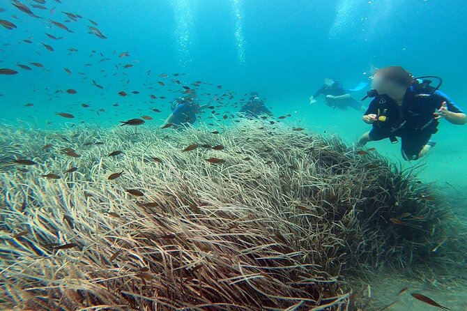 Discover Scuba Diving Experience in Nea Makri - Inclusions and Amenities