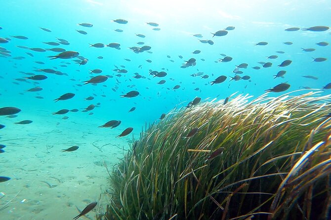 Discover Scuba Diving Experience in Nea Makri - Booking and Availability