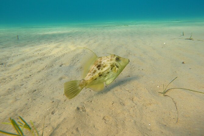 Discover Scuba Diving Experience in Nea Makri - Customer Reviews and Rating