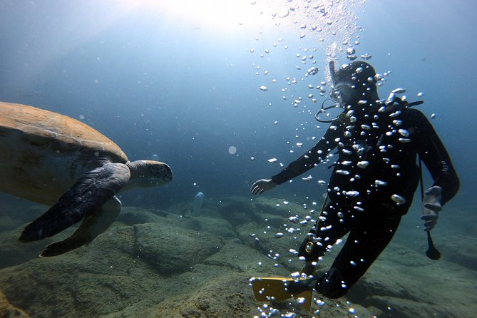 Discover Scuba Diving Experience in Turtle Habitat - Meeting and Pickup Information
