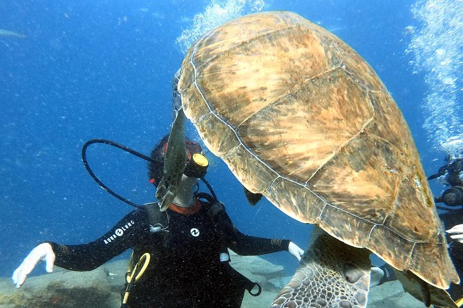 Discover Scuba Diving Experience in Turtle Habitat - Flexible Booking Options