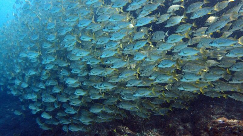 Discover Scuba Diving Experience - Explore Tenerifes Underwater World