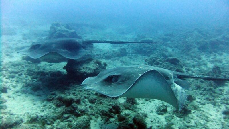 Discover Scuba Diving Experience - Discover Marine Life Beneath the Surface