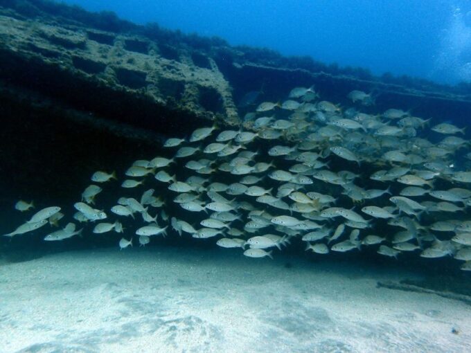 Discover Scuba Diving Experience - Pricing and Booking Details
