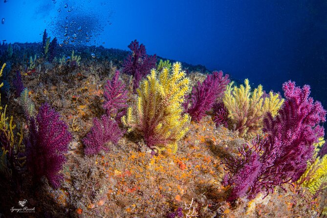 Discover Scuba Diving First Dive Catania - Experiencing the Volcanic Scenery