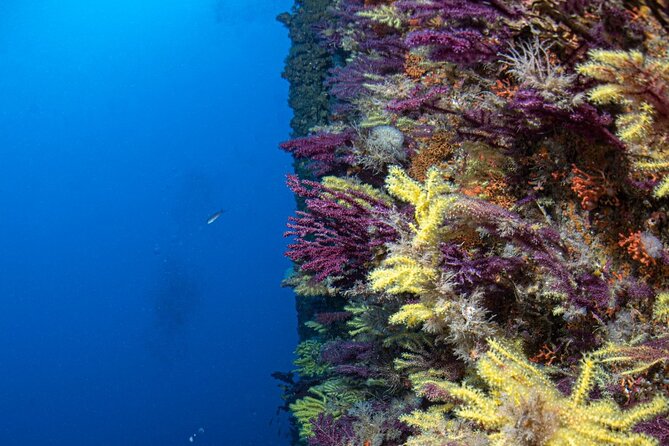 Discover Scuba Diving First Dive Catania - Safety Considerations for Scuba Diving