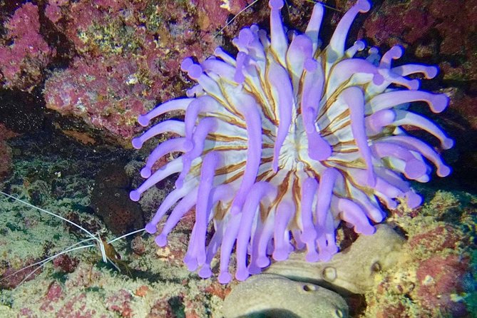 DISCOVER SCUBA DIVING - First Step to Your Certification - Booking Your Scuba Diving Adventure