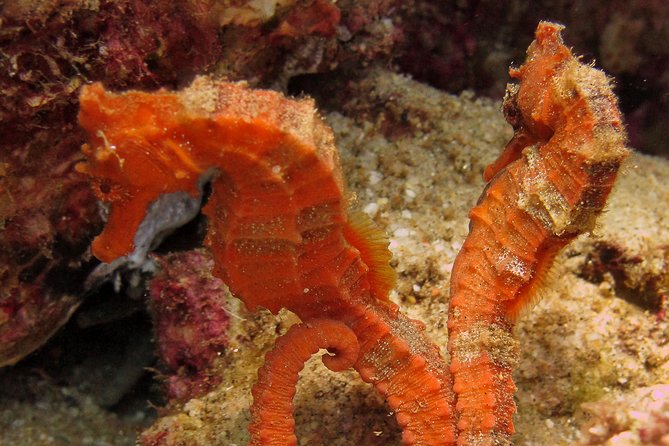 Discover Scuba Diving for Beginners With MANTA in Cabo San Lucas - Meeting Point and Logistics