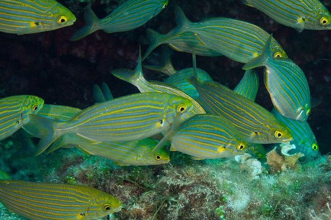 Discover Scuba Diving From the Beach - Meeting Point and Pick-up Details