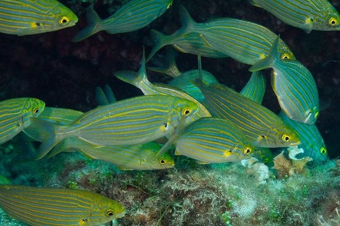Discover Scuba Diving From the Beach - Price Variations and Guarantee